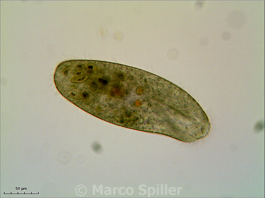 Urostyla